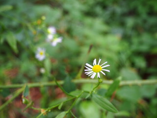 Photo couleur, gros plan de nature, fleurs, marguerites, blanc, jaune, vert, plantes dans la for&ecirc;t, bois, tiges, branches, ballade, randonn&eacute;e, printemps, saisons, &eacute;t&eacute;, feuilles.