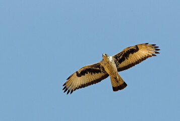 African hawk-eagle, Aquila spilogaster