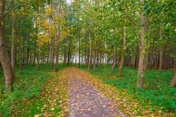 Fototapeta premium Trees in autumn colors in a field in a blue cloudy sunlight at fall, Almere, Flevoland, The Netherlands, October 31, 2020