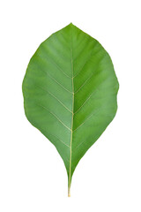 Obraz premium Front view of Teak leaf isolated on white background. Clipping path.