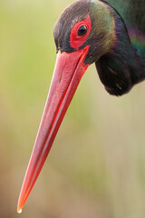 Black Stork, Ciconia nigra