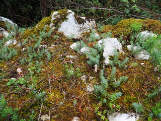 Photos couleurs de forêt, zoom sur la mousse verte et plantes, trèfles, arbres, sapins, herbe,...