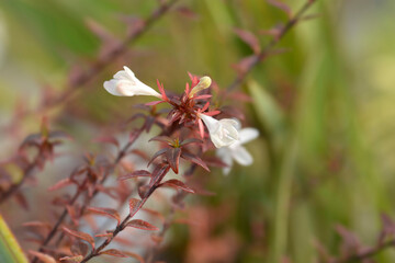 Glossy abelia