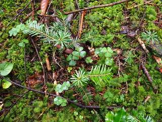 Photos couleurs de forêt, zoom sur la mousse verte et plantes, trèfles, arbres, sapins, herbe,...