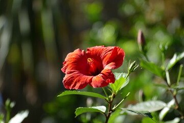 Hibiskusblüte © Heidrun