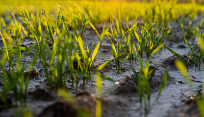 Close up young green wheat seedlings growing in a soil on a field in a sunset. Close up on sprouting rye agriculture on a field in sunset. Sprouts of rye. Wheat grows in chernozem planted in autumn.