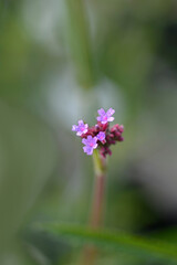 Tall vervain