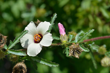 Flower-of-an-hour