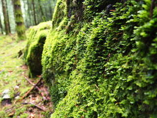 Photos couleurs de forêt, zoom sur la mousse verte et plantes, trèfles, arbres, sapins, herbe, rochers, en automne, balade, randonnée