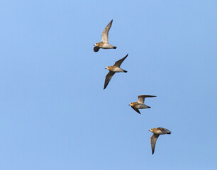 Golden Plover, Pluvialis apricaria