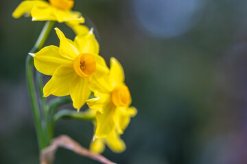 水仙の花　初春イメージ