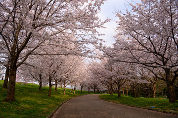 Fototapeta na wymiar 公園の桜並木