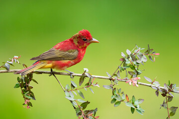 Summer Tanager, Piranga rubra