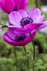 Obraz premium アネモネの花 春のイメージ