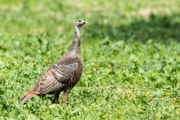 Wild Turkey, Meleagris gallopavo