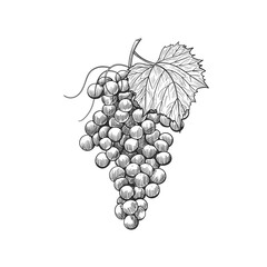 Vintage grape bunches with leaves, illustration of sketch wine grape. 