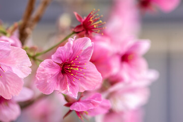 桜の花　春のイメージ