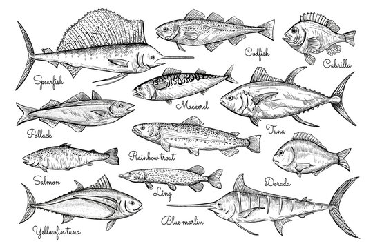 Fish sketch style illustration. Hand drawn vector illustration. Seafood.