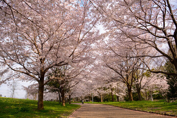 公園の桜並木