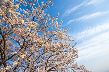 桜の花　春のイメージ