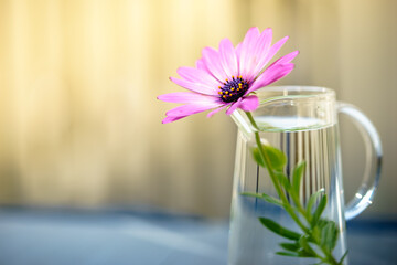デイジーの花　水滴