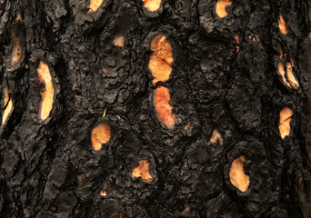 Gran Canaria, landscape of the central part of the island, Las Cumbres, ie The Summits, Canary Pines burnt in 
wildfire slowly recovering 