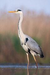 Grey Heron, Ardea cinerea