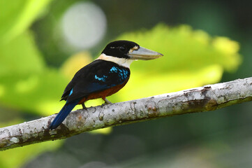 Rufous-bellied Kookaburra, Dacelo gaudichaud