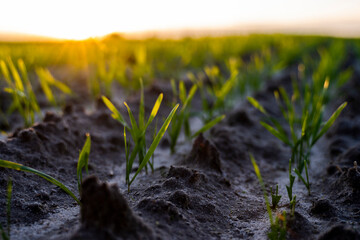 Close up young green wheat seedlings growing in a soil on a field in a sunset. Close up on sprouting rye agriculture on a field in sunset. Sprouts of rye. Wheat grows in chernozem planted in autumn.