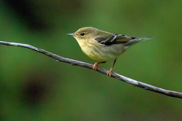 Blackpoll Warbler, Setophaga striata