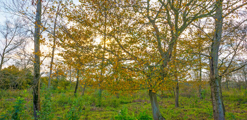 Fototapeta premium Trees in autumn colors in a field in a blue cloudy sunlight at fall, Almere, Flevoland, The Netherlands, October 31, 2020