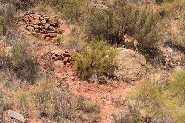 Mountain goat on the side of a mountain