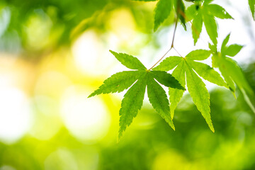 緑のモミジ　初夏のイメージ