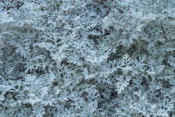 blue winter plant. open background, a pattern of plants covered in frost