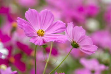 Obraz premium コスモス畑 秋のイメージ