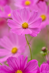 コスモス畑　秋のイメージ