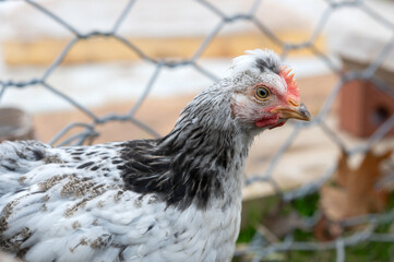 Young cream crested legbar chicken browsing outdoors in the garden, selective focus