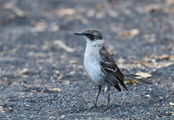 Galapagos Mockingbird, Mimus parvulus