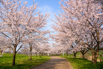 公園の桜並木