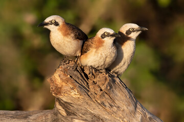 Bare-cheeked Babbler, Turdoides gymnogenys