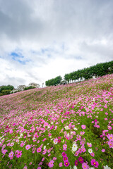 コスモス畑　秋のイメージ