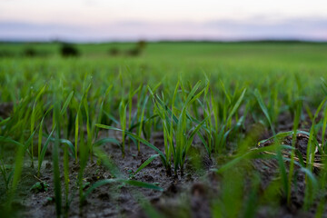 Close up young wheat seedlings growing in a field. Green wheat growing in soil. Close up on sprouting rye agriculture on a field in sunset. Sprouts of rye. Wheat grows in chernozem planted in autumn.