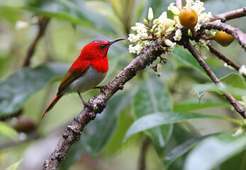 Temminck's Sunbird, Aethopyga temminckii