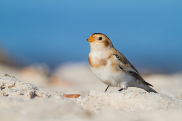 Sneeuwgors, Snow Bunting, Plectrophenax nivalis nivalis