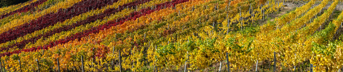 Obraz premium Hiking in the Ahr valley on a sunny autumn day on the red wine trail