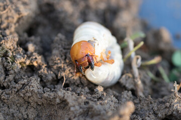 Macro cockchafer larva