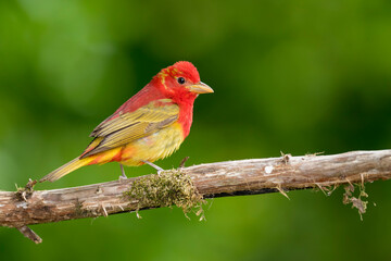 Summer Tanager, Piranga rubra