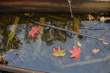 Multicolored sugar maple leaves on the water surface of an old wooden boat.