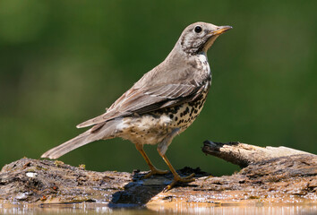 Grote Lijster, Mistle Thrush, Turdus viscivorus