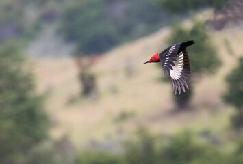 Magellanic Woodpecker, Campephilus magellanicus